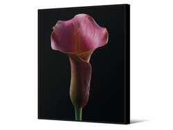 Obraz z różowym kwiatem TOIR26568