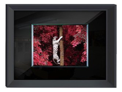 Obraz zdjęcie tygrys  80x60 cm S61303