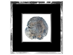 Obraz rysunek pień 55x55 cm S22708 